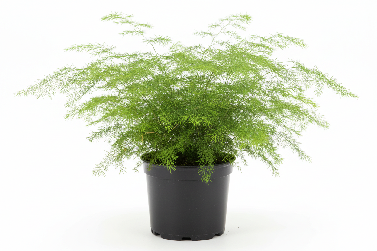 Plumosa