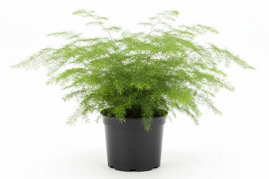 Plumosa