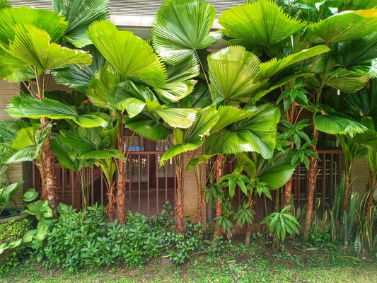Licuala Palm