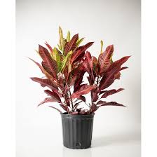 Croton Nervia