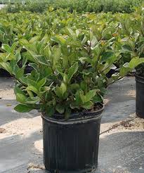 viburnum suspensum