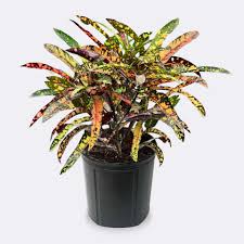 Croton Theodore Roosevelt