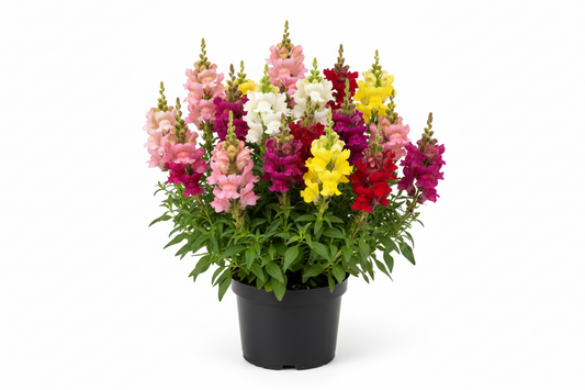 Snapdragon