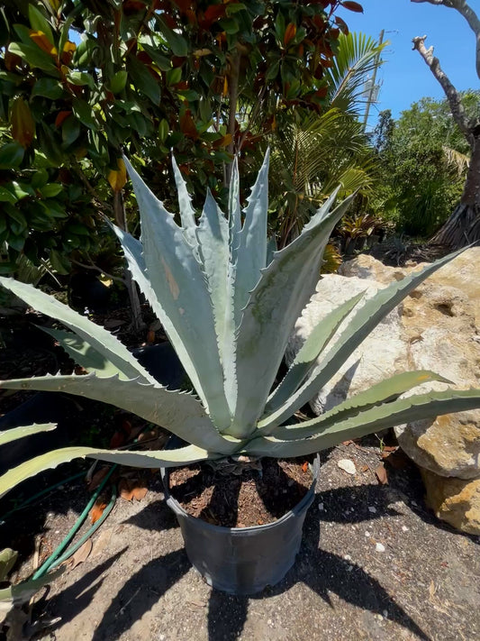 Blue Agave