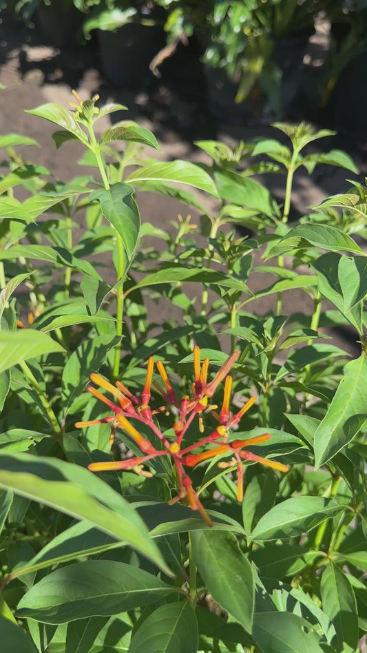 Fire Bush
