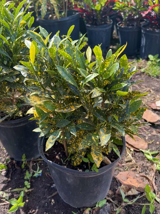 Gold Dust Croton