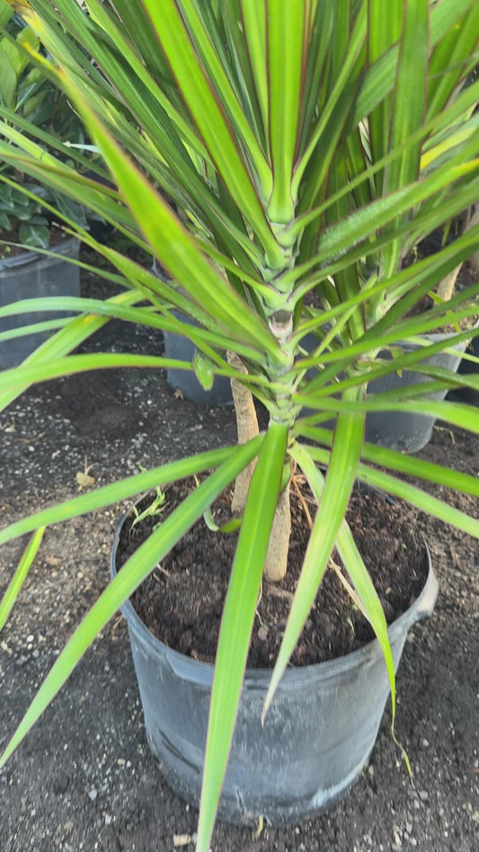 Dracaena