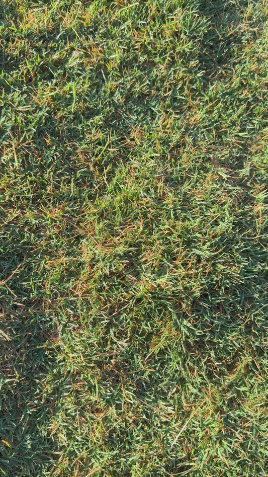 Bermuda Grass