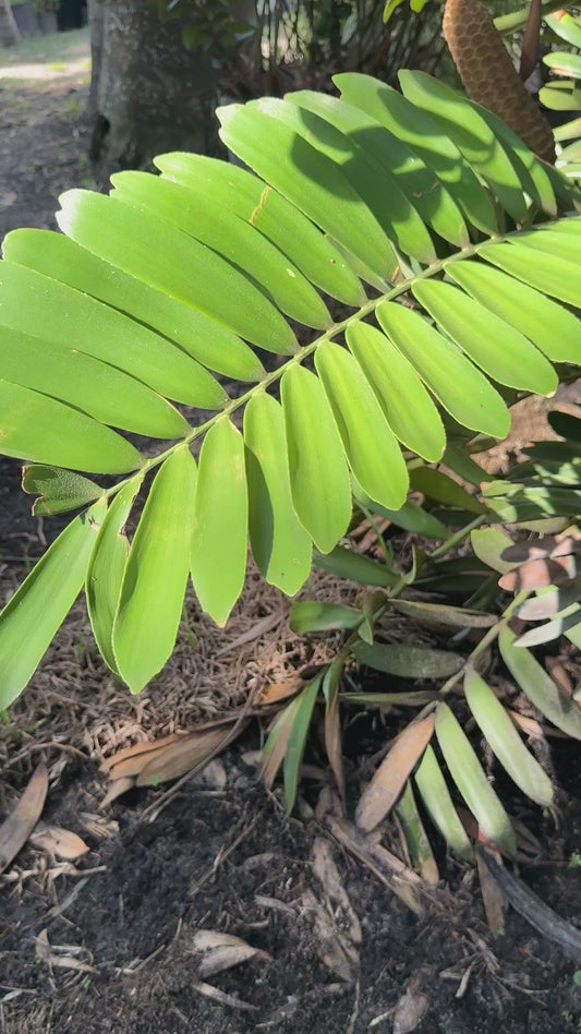 Cardboard Palm