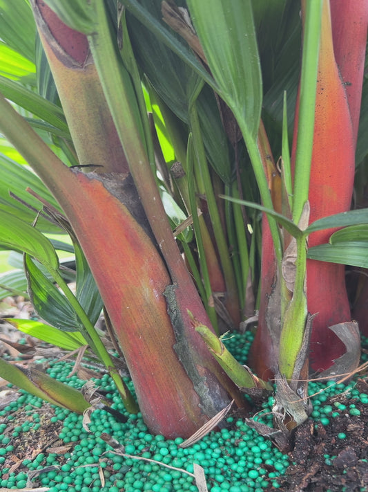 Lipstick Palm