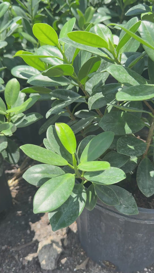 Green Island Ficus