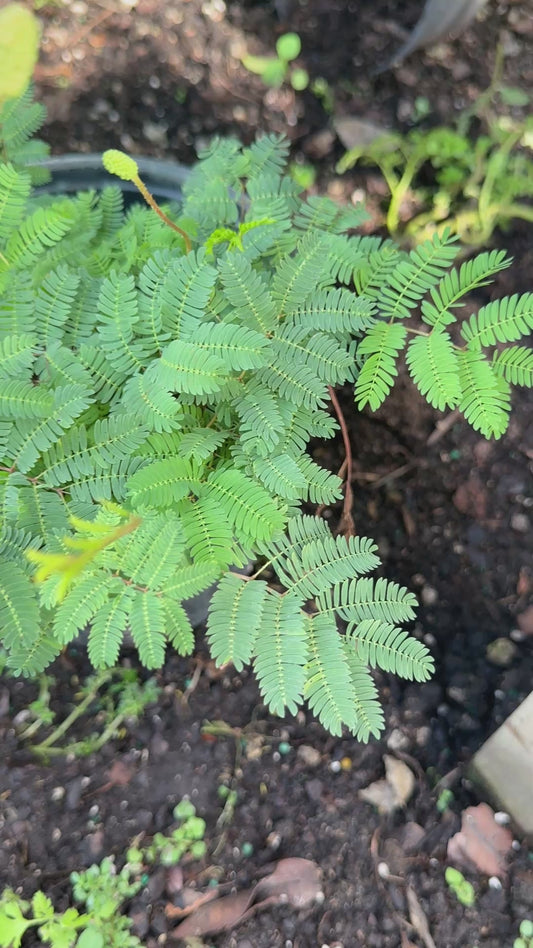 Mimosa Pudica