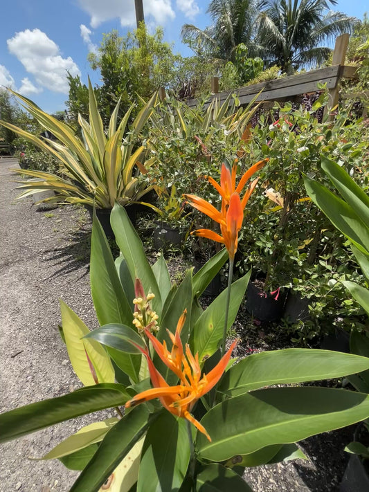 Heliconia 'Choconiana'