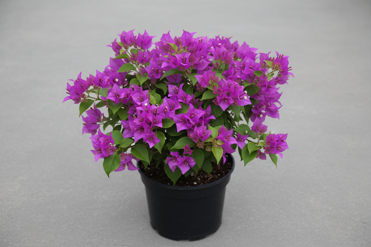 Bougainvillea Bush