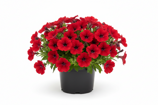 Petunia