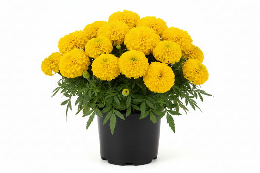 Marigold